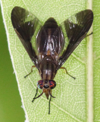 Chrysops macquarti