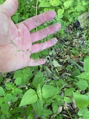 Poa sylvestris