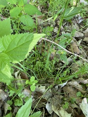 Poa sylvestris