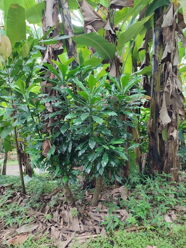 Euphorbia drupifera