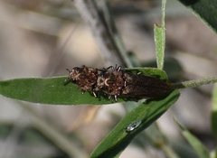 Agrilus obtusus