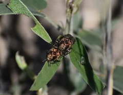Agrilus obtusus