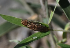 Agrilus obtusus