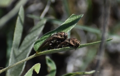 Agrilus obtusus