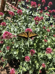 Papilio multicaudata