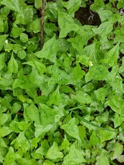 Persicaria thunbergii