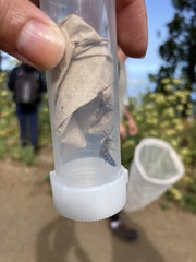 Colletes dimidiatus