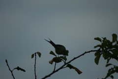 Leptasthenura aegithaloides