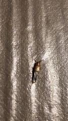 Distremocephalus texanus