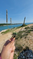 Plantago subulata