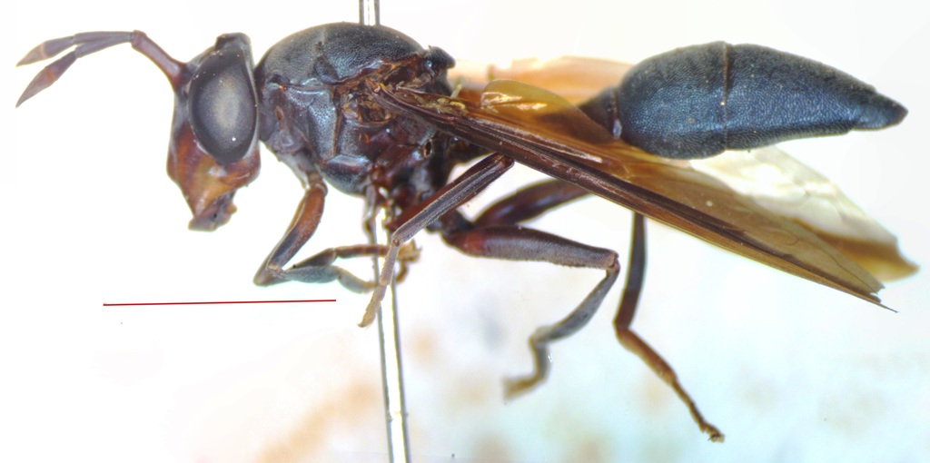 Cerioides