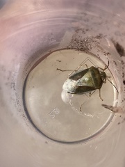 Piezodorus punctipes