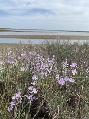 Limoniastrum monopetalum