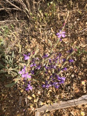 Limoniastrum monopetalum