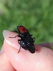 Clitellaria ephippium