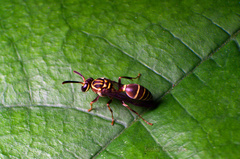 Polybia bistriata