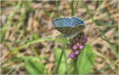 Anacamptis pyramidalis