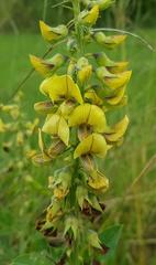 Crotalaria recta