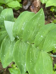 Polygonatum biflorum