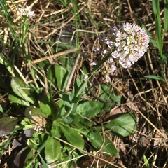 Noccaea caerulescens