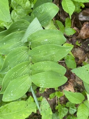 Polygonatum biflorum