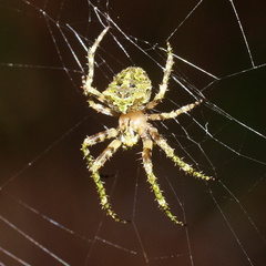 Novaranea courti