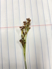 Rhynchospora globularis