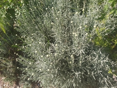 Santolina