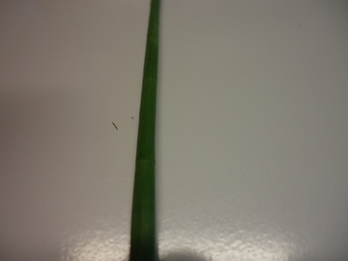 Jointed Flatsedge