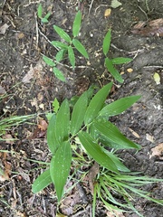 Polygonatum biflorum