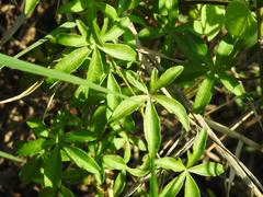 Ipomoea cairica cairica