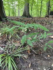 Polygonatum biflorum