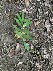 Polygonatum biflorum