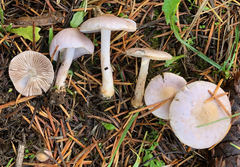 Inocybe pallidicremea