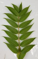 Toona hexandra