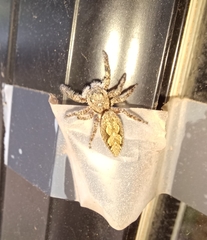 Platycryptus undatus