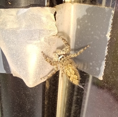 Platycryptus undatus