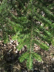 Pseudotsuga menziesii