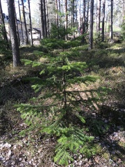 Pseudotsuga menziesii