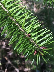 Pseudotsuga menziesii
