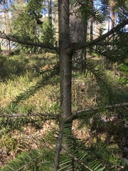 Pseudotsuga menziesii