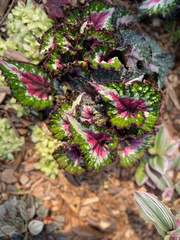 Begonia rex-cultorum