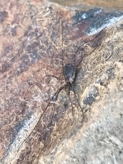 Protolophus singularis