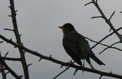 Turdus falcklandii