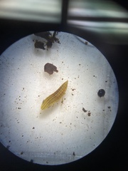 Athysanus argentarius