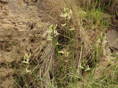 Astragalus conjunctus