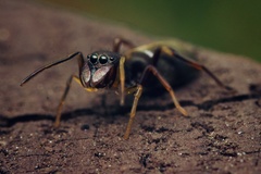 Salticinae