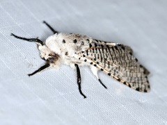 Polyphagozerra coffeae