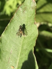 Chrysopilus tomentosus