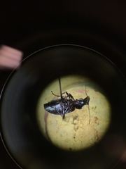 Platynus mannerheimii